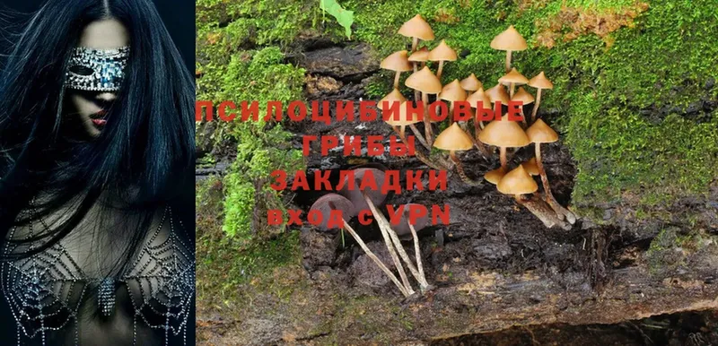 omg зеркало  Белорецк  Галлюциногенные грибы MAGIC MUSHROOMS 